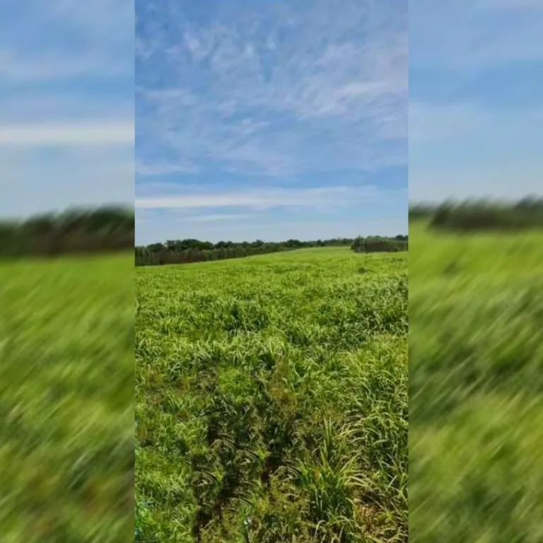 3.724 hectáreas con 25 kilómetros sobre Río especial para Puerto. Ñeembucu. C2 arroyos V — foto 2