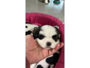 Shih tzu macho