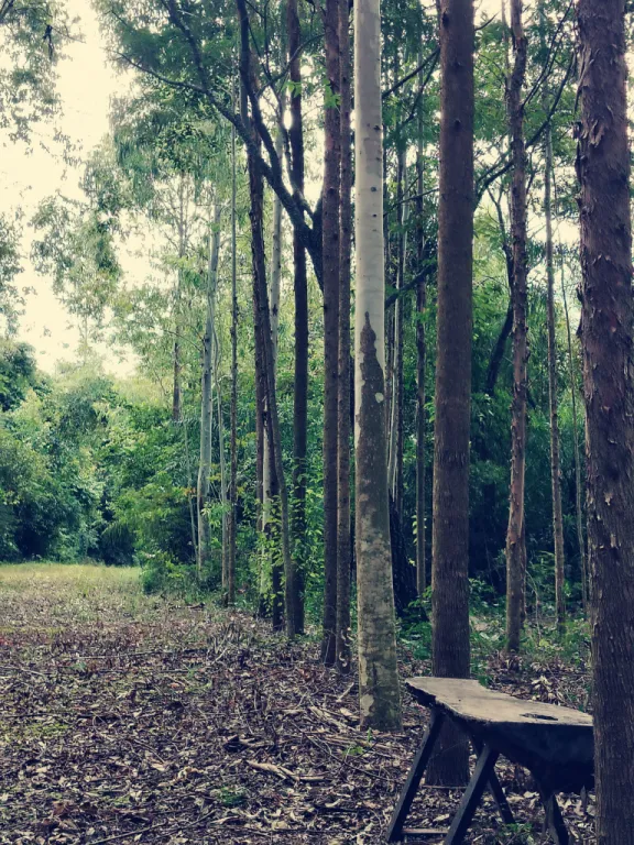 🌳 Hermosa Propiedad de 4 Hectáreas en Eusebio Ayala ( Barrero Grande) — foto 2