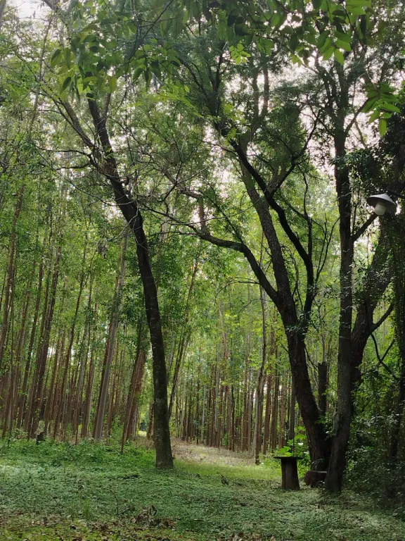 🌳 Hermosa Propiedad de 4 Hectáreas en Eusebio Ayala ( Barrero Grande) — foto 3