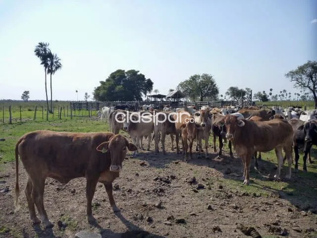 Campo Ganadero en General Bruguez sobre Ruta 12 - 493 Ha. — foto 2