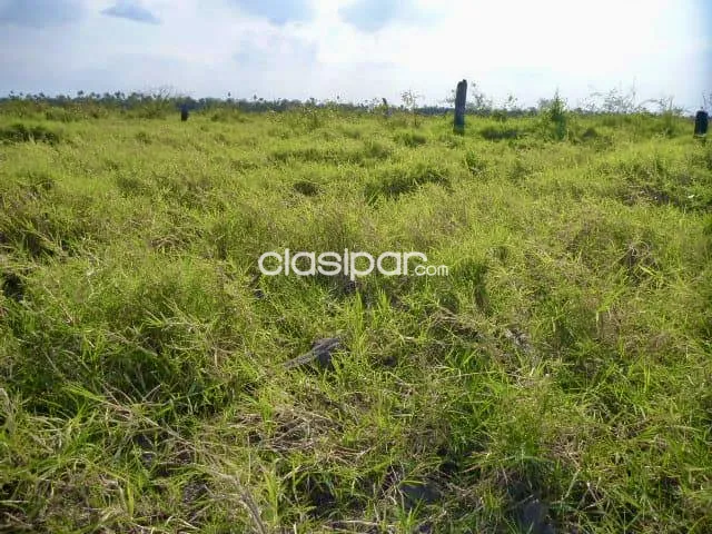 Campo Ganadero en General Bruguez sobre Ruta 12 - 493 Ha. — foto 3