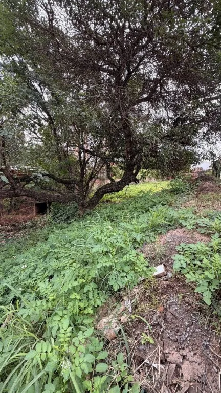 VENDO TERRENO EN LUQUE ZONA DE FACIL ACCESO — foto 3