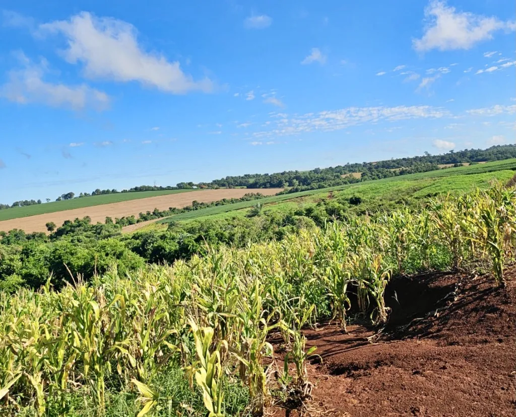 Terreno Agrícola Mecanizado en Obligado - 28 Ha. — foto 3