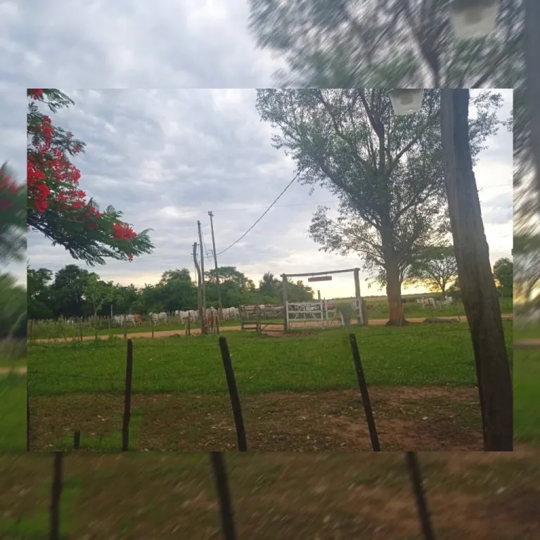 317 hectáreas titulados en ÑeembucuTacuaras. Orientado a Ganadería expandible pAgricult — foto 2