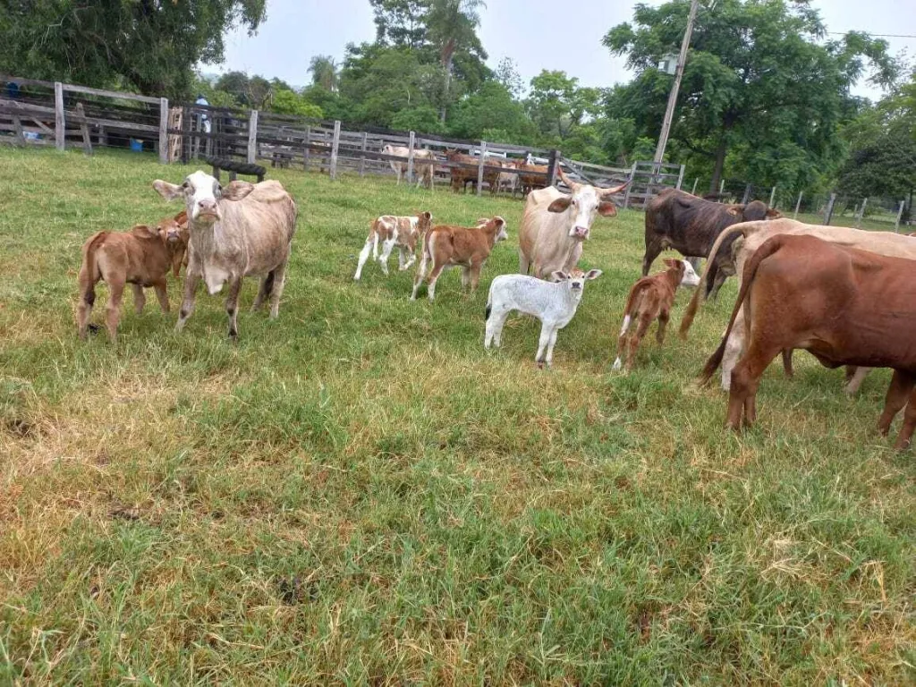 Campo en venta en Mariano Roque Alonso — foto 3