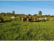Venta de Propiedad Rural – Mayor Pablo Lagerenza (Alto Paraguay)