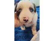 Cachorros Border Collie Merle