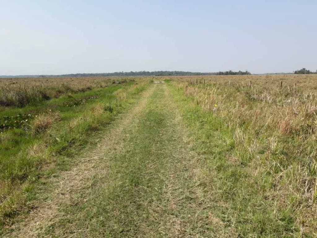 CAMPO AGRICOLA GANADERO Y FORESTAL EN VENTA 4.091 HECTÁREAS SAN PEDRO — foto 2