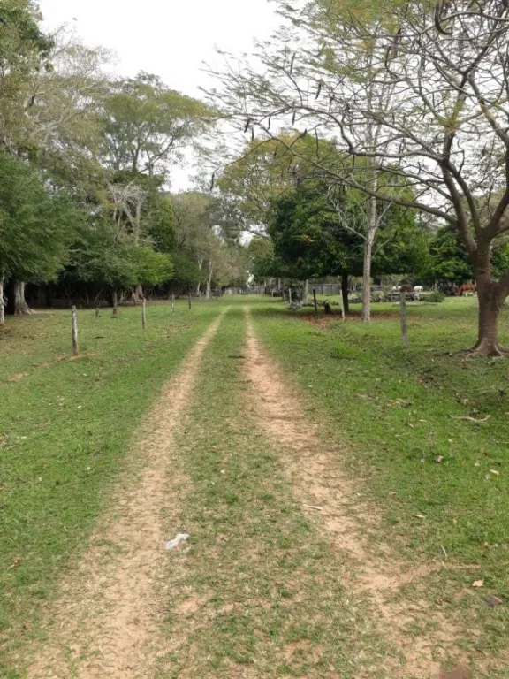 CAMPO AGRICOLA GANADERO Y FORESTAL EN VENTA 4.091 HECTÁREAS SAN PEDRO — foto 3