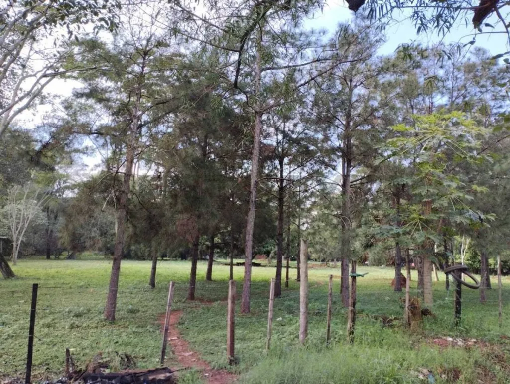 Vendo terreno en Luque — foto 2