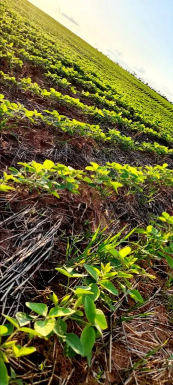 Vendo Campo en Curuguaty | 1.001 Ha Productivas | Desde Gs. 50 MillonesHa — foto 2