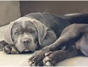 Cane corso blue