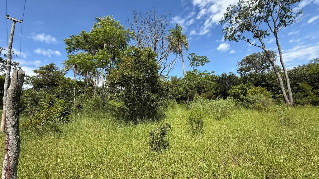 EN VENTA 8.5 HECTÁREAS EN PIRIBEBUY 🌳🌴 — foto 3