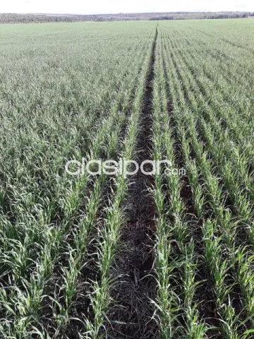 SAN CRISTÓBAL, ALTO PARANA: 100 HAS IDEALES P INVERSIÓN, ALTO RENDIMIENTO AGRÍCOLA, SOJA, — foto 2