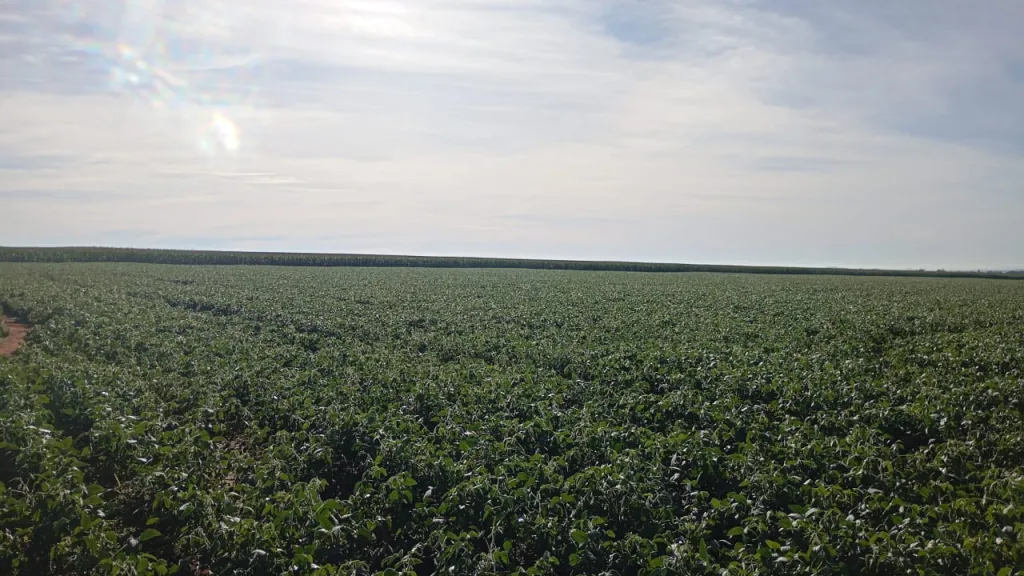 SAN CRISTOBAL, ALTO PARANA: VENDO OPCIONES DIVERSAS, ALTAMENTE AGRICOLAS, MECANIZADAS EN O — foto 2
