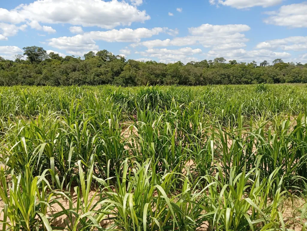 SAN CRISTOBAL, ALTO PARANA: VENDO OPCIONES DIVERSAS, ALTAMENTE AGRICOLAS, MECANIZADAS EN O — foto 3