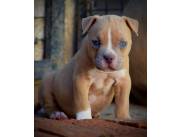 American Bully macho