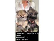venta pomeranias