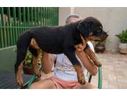ROTTWEILER CACHORROS