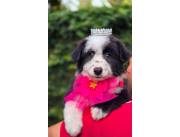 Border collie hembra y macho