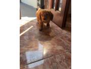 SALCHICHA TEKKEL PELUDO