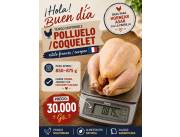 🐔 POLLUELO / COQUELET
