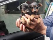 PINCHER PRECIOSOS LISTOS PARA LLEVAR ALEGRIA A TU HOGAR
