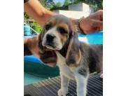 BEAGLES CACHORRITOS HERMOSOS)) OBEDIENTES CARIÑOSOS