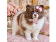 Pomerania Mini Hembra con Pedigree