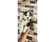Husky siberiano