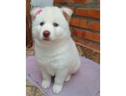 Husky siberiano hembra