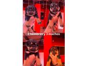 ROTTWEILER CACHORROS