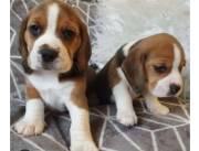 BEAGLE HERMOSOS CACHORRITOS LISTOS PARA LLEVAR ALEGRIA A TU FAMILIA[]]