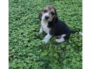 CACHORRITOS BEAGLES UNA RAZA INTELIGENTEPARA PASAR LOS MEJORES MOMENTOS DE TU VIDA]]]