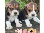 BEAGLES LA COMPAÑÍA PERFECTA ]]TIERNOS ADORABLES ]]]