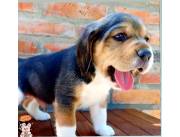 BEAGLES INTUITIVOS INTELIGENTES ]]]