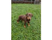 Doberman cachorros