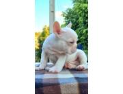 Hermoso bulldog frances macho