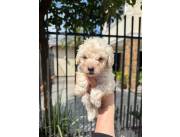 Caniche toy