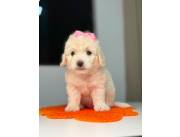 Caniche toy hembra y macho