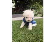 CANICHE MINITOY