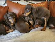 Doberman cachorros