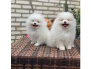 Cachorros Pomerania adorables listos para irse a casa
