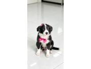 BORDER COLLIE HEMBRA Y MACHO