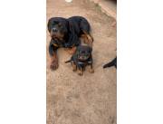 ROTTWEILER HEMBRA Y MACHO