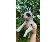 JACK RUSSEL HEMBRA Y MACHO