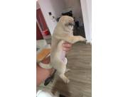 PUG MACHO