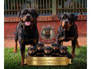 ¡Cachorros Rottweiler con Pedigrí Oficial Registrarlo! 📜🐾