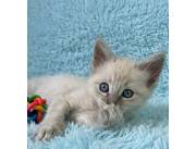 Gato siames tabby point